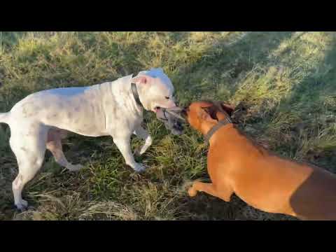 A minute and Half of pure joy