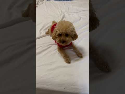 経営学科 トイプードル1歳　#toypoodle  #トイプードル