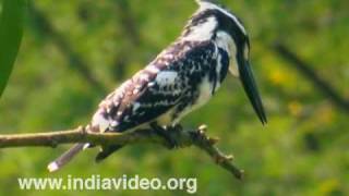 Pied Kingfisher or Ceryle rudis