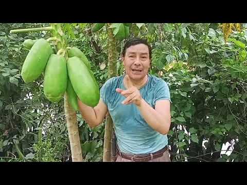 Papayas