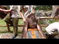 Taman Safari Bogor Indonesia Orangutan Exploitation