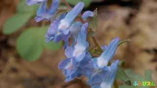 preview picture of video '【北海道富良野】Furano Flowers エゾエンゴサク- Corydalis ambigua'