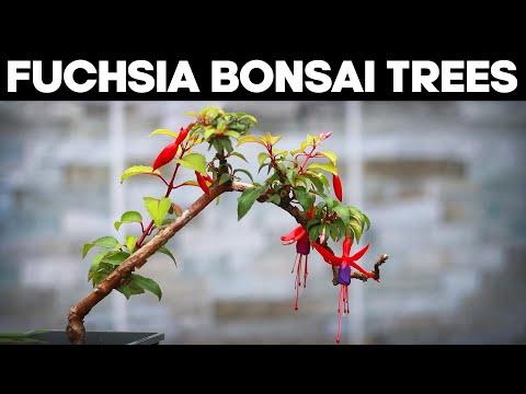 Fuchsia-Bonsai-Bäume – Ideen zum Beschneiden und Formen