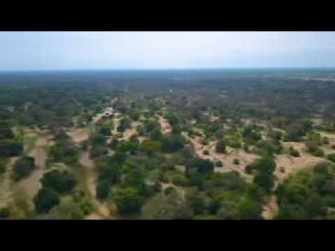 5k African wildlife documentry