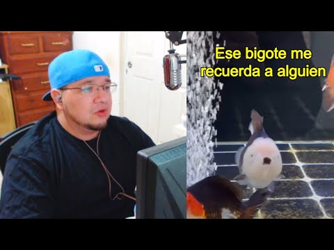 Holy cows, it's the codfish!! | Funny Clips #99