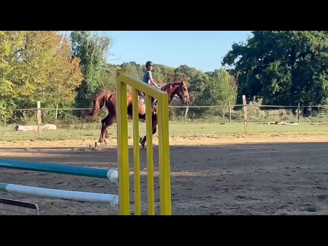 Cavalla Sella Francese In vendita 2019 Sauro ,  Captain Semilly