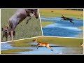 Hyenas Hunting Topi Antelope Wild Dog Hunting Impala Hyenas Vs Wild Dog Hunting Impala And Topi