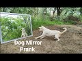 Dog Mirror Prank Hilarious Funny Reaction Part 7