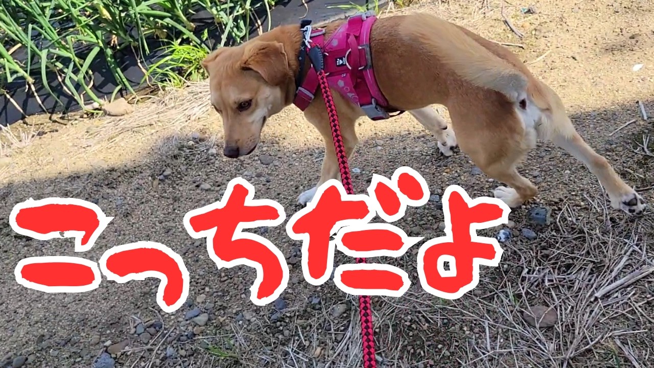 ラブに普段行かない道を連れられて行ったら