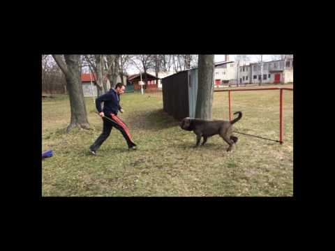 Mastino Napoletano protection