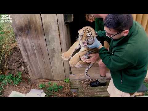 ZSL Tiger cubs’ first health checks