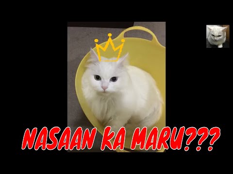 Pagitan na tumatakbo sa mawala timbang na kailangan mo upang patakbuhin Video mawala timbang ng mabilis
