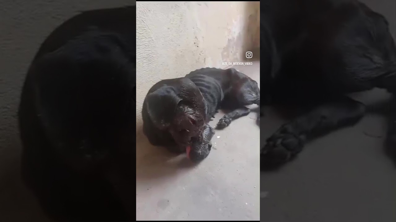 Street dog needs medical help video