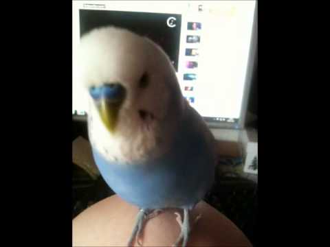 Very Cool and Funny Bird :)