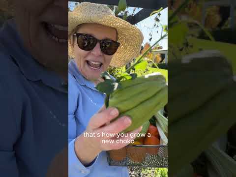 How to grow a choko for beginners #gardening #beginnergardening   #gardeningaustralia  #greenthumb