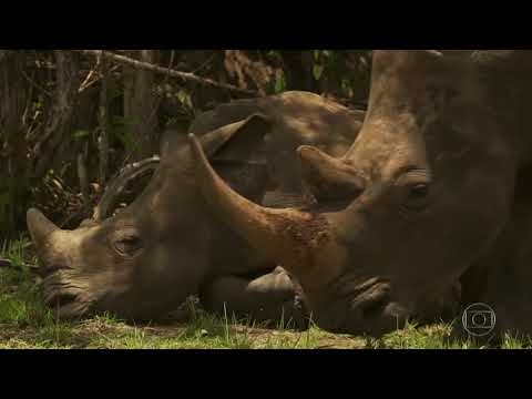 Fantástico | A Jornada da Vida – Rio Nilo | Ep. 02 | Águas do Nilo Branco sustentam vida selvagem