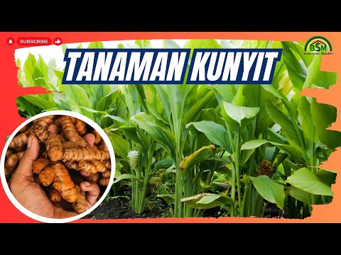 TANAM KUNYIT TERNYATA SANGAT MENGUNTUNGKAN