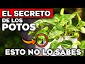 no tengas un poto en casa sin ver esto 🚨 peligros y beneficios de la planta poto hogar y jardín