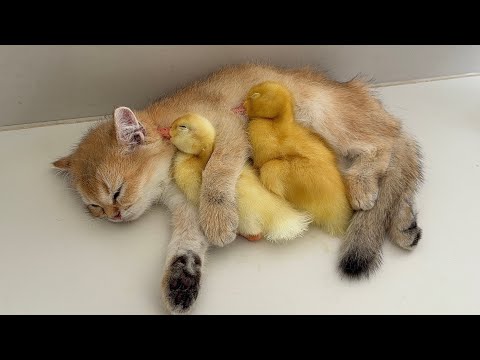 YouTube 썸네일
