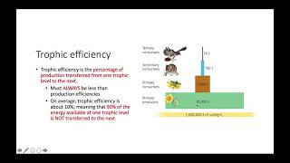 Trophic Efficiency and Ecological Pyramids