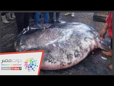 وزنها طن وسعرها 30 ألف جنيه معلومات عن سمكة الشمس بكفر الشيخ