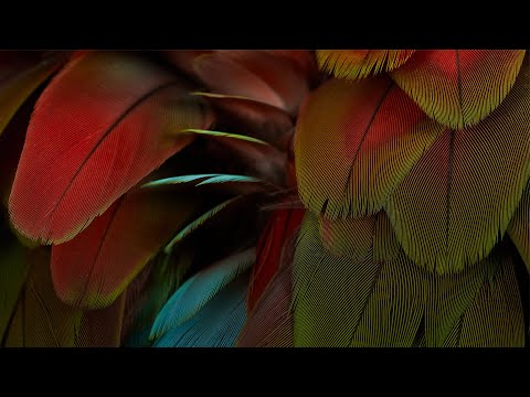 NYOS - Celebration - Full Album