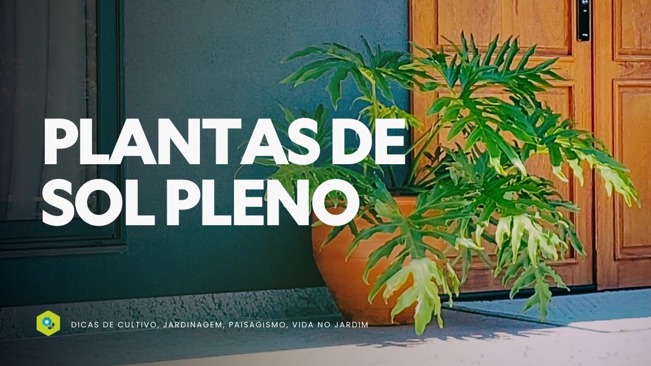 10 SUN PLANTS THAT ARE ON THE RISE IN 2025
