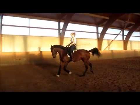 LFS - SOLD Top class dressage PRE  mare