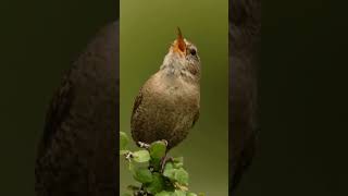 Download lagu Suara Burung Wren Rumah #burung #suaraburung #pendek mp3