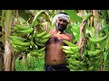 organic banana farming banana from farm to harvest