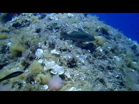 Labrus viridis