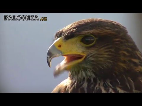 Falconia promo video