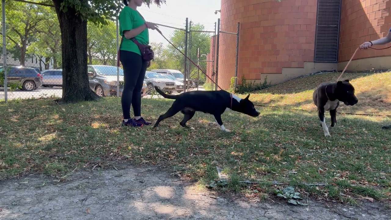 Allegra's Leash Test