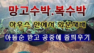 [텃밭농부 1,507]  망고수박. 복수박 아들순 받고 공중에 줄띄우기 #망고수박재배 #복수박재배