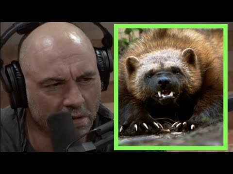 Joe Rogan - Wolverines are FEROCIOUS!!