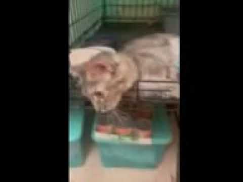 Video of adoptable pet named Cherise (FCID# 07/07/2022 - 127 Willow Grove)