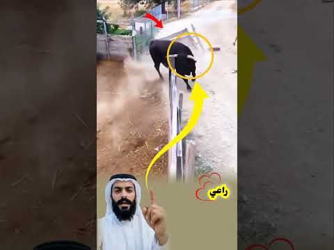 . مشهد رائع يذكرنا بأن الرحمة بالحيوان باب عظيمة من أبواب الخير والسكينة. #trending
