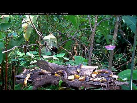 Two Chestnut-headed Oropendolas Feed In The Dappled Sunlight - March 12, 2020