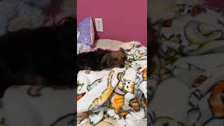 Sweet Miley recovering after surgery… Sweet Miley recovering after surgery…
