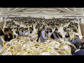 Luxury Afghan Wedding ceremony in Kabul Afghanistan  | Cooking Kabuli Pulao for 10000+ Peoples