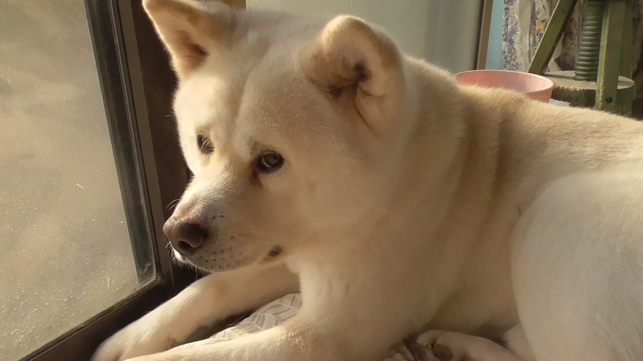 【秋田犬ゆうき】食事も大事だがぽかぽか陽気の朝は窓辺で過ごす日向ぼっこが優先となる【akita dog】