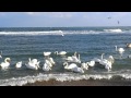 Plaja Lebedelor In Eforie