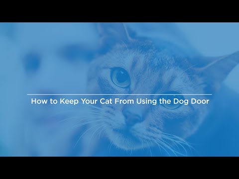 YouTube video about: How to keep cat from going out doggie door?