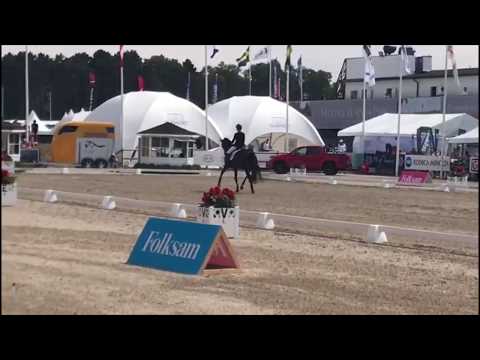 5 yr old Danish Warmblood mare Atterupgaards Delorean