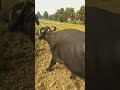 Buffalo In Heat Going To Meeting