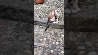Download lagu The 'locals' were so friendly 😻 #cats mp3 Download lagu The 'locals' were so friendly 😻 #cats mp3