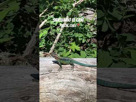 Trekking en Pucon🌲💫 #santuarioelcañi #pucon #chile #araucania