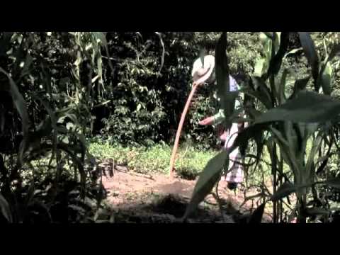 WALKA - Maicito Dorado