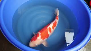 video van Meerstaps Kohaku 2111008