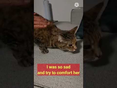 [Maymay the Cat] Cat is coughing because laryngitis. The sound when my cat coughing is so terrible